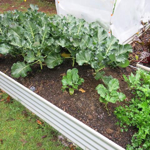 Raised Garden Bed - Extra Large